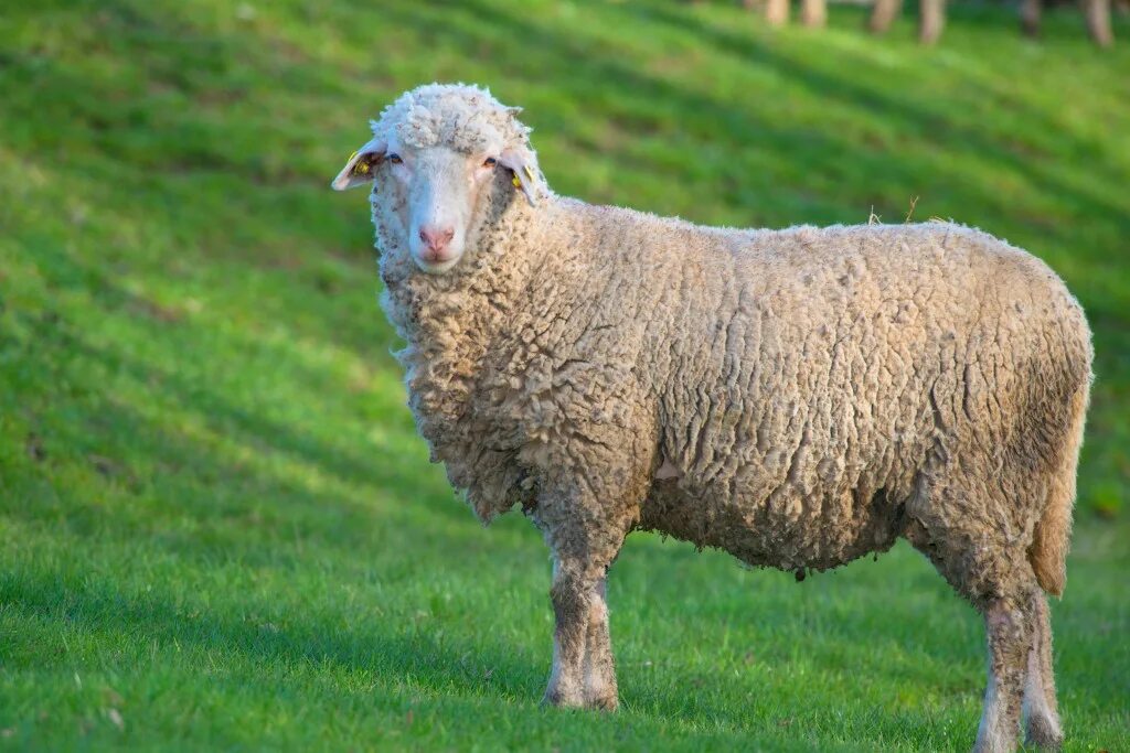 Прекос порода овец. Цигайская порода овец. Цигайская меринос порода овец. Овцеводство цигайская порода.