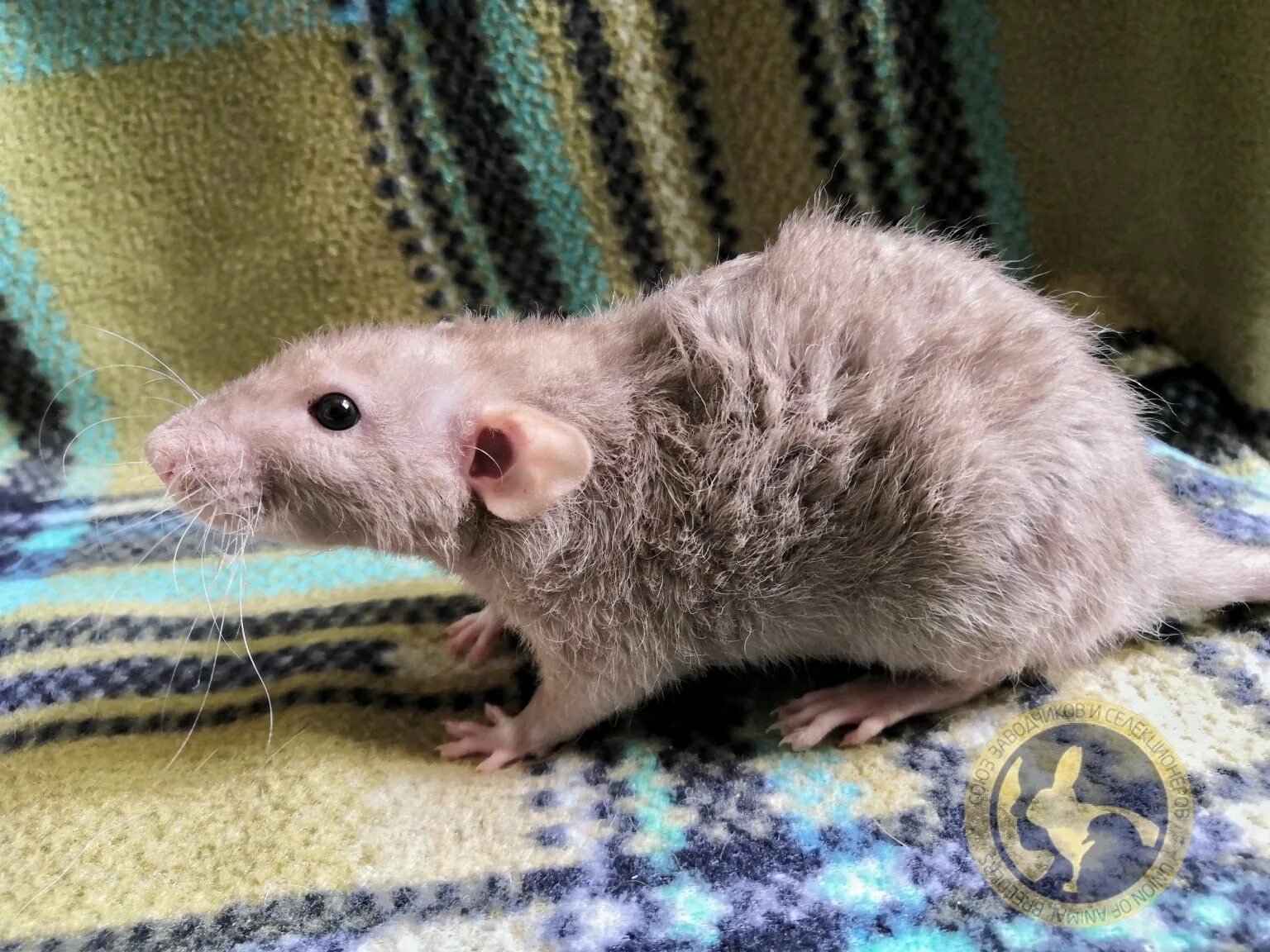 Крыса дамбо рекс голубая. Крыса рекс белая. Крыса породы рекс. Карликовый рекс крыса. Крыса дамбо рекс.
