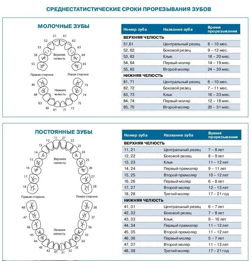 Прорезывание клыков температура сколько