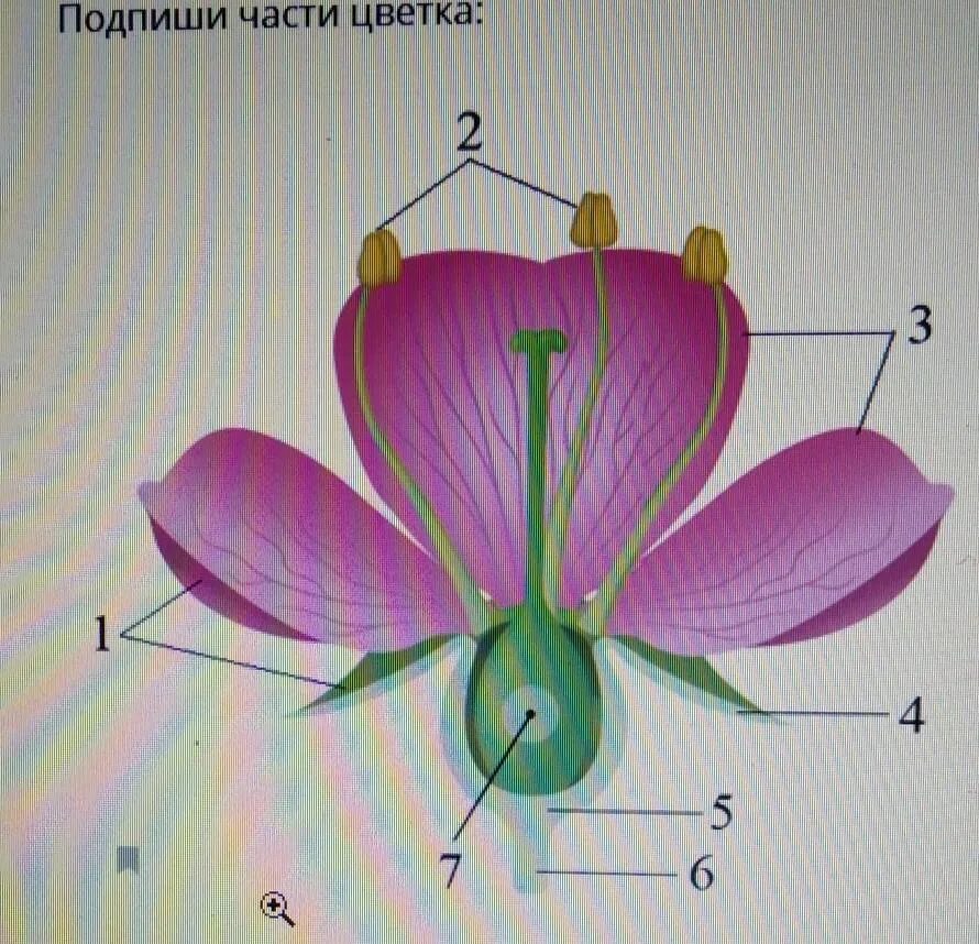 Цветок части цветка. Подпиши названия частей цветка. Подпишите названия частей цветка. Подпишите части цветка. Количество частей цветка кратно четырем или пяти
