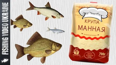 Приманка для рыбы манка