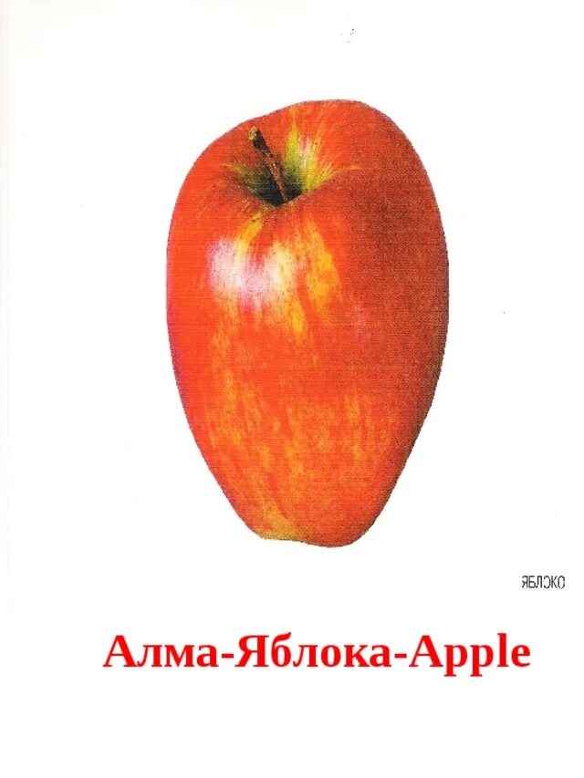 Яблоко перевести на английский. Алма яблоко. Alma яблоко. Алма яблоко на каком языке. Алма яблоко перевод.