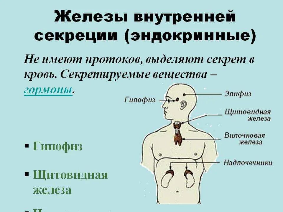 Выберите функции гормонов