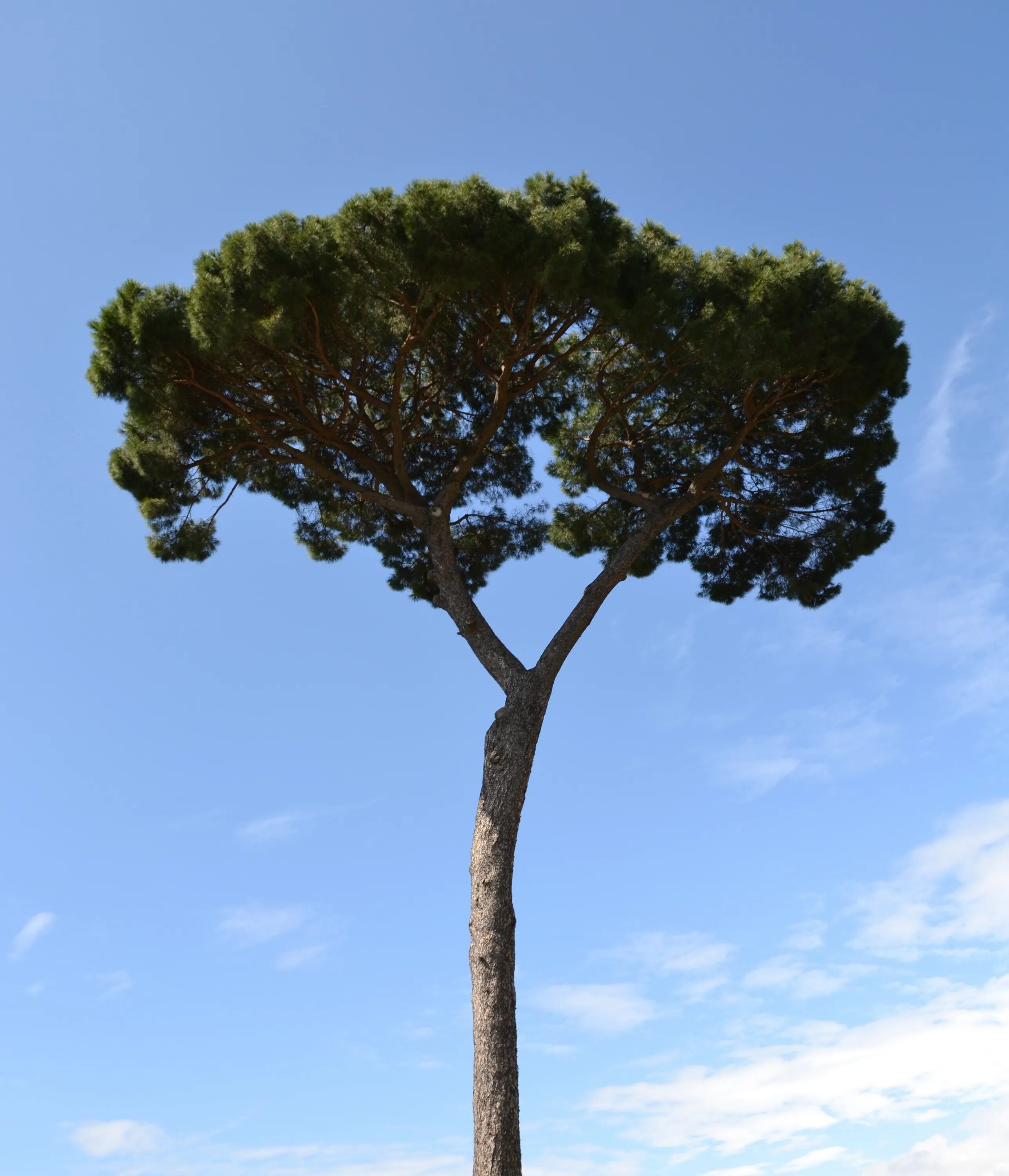 Пиния это. Pinus pinea. Сосна итальянская Пиния. Средиземноморская сосна Пиния. Сосна итальянская Пинус Пиния.