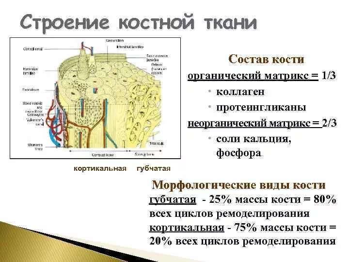 Костная ткань липиды состав. Строение костной клетки. Костная ткань микропрепарат. Костные клетки. Образование костной ткани биохимия.