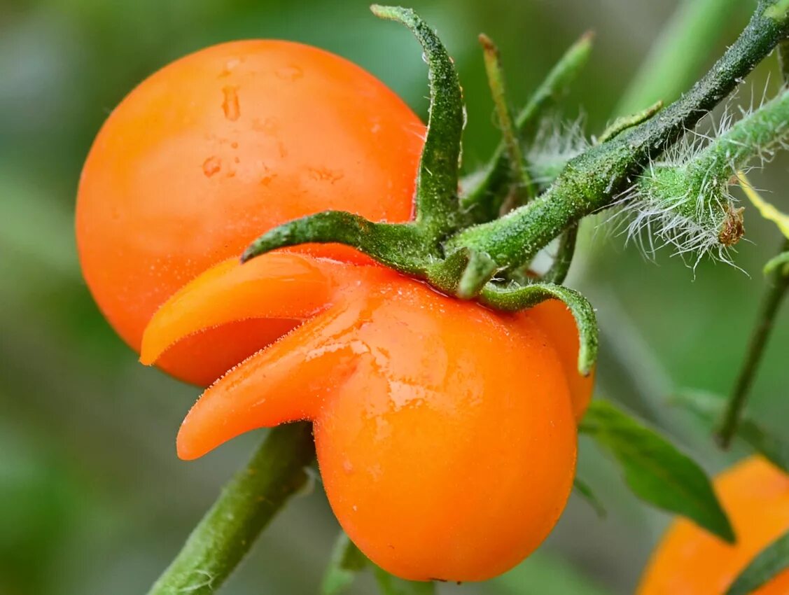 томат ньюоранж f1. томат ананасный туман. сорт помидор оранжевый банан. семена томата апельсин. томат диоранж.