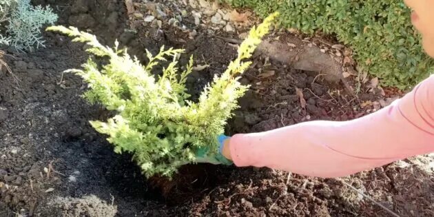 Стрижка туи смарагд весной. Обрезать можжевельник казацкий. Можжевельник казацкий кронирование. Можжевельник как пересадить взрослое растение. Сетка для укрыва можжевельника.