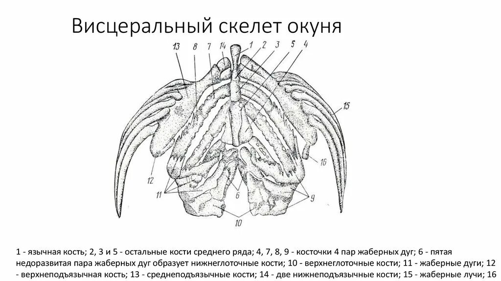 Висцеральный скелет костистой рыбы. Строение висцерального черепа рыб. Скелет черепа костных рыб. Висцеральный скелет окуня.