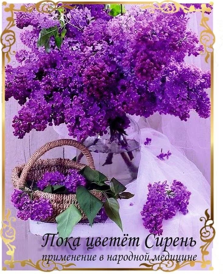 Цветки сирени в народной. Цветки сирени в народной. Свойства сирени. Сирени завяли. Формирование шариков из сирени.