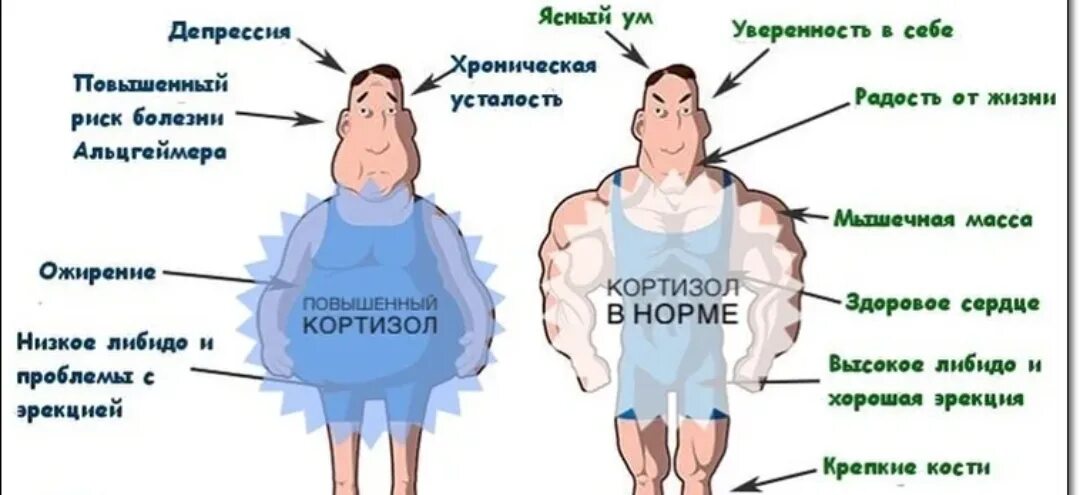 Кортизол низкий у мужчин. Гормон стресса кортизол повышен. Схема влияния кортизола. Снижению уровня картизола. Повышенный уровень кортизола.