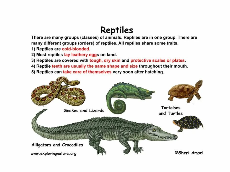 Пресмыкающиеся рептилии. Пресмыкающиеся для дошкольников. Рептилии на английском языке. Пресмыкающиеся земноводные млекопитающие для дошкольников.