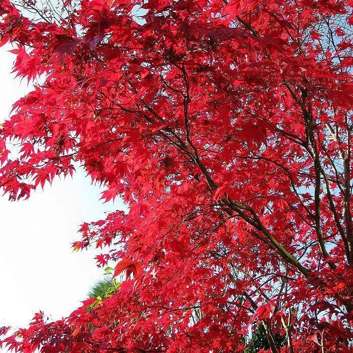 Дерево с красными листьями название. Клен дланевидный. Клён дланевидный Bloodgood. Клен красный дланевидный. Клен Acer palmatum Bloodgood.