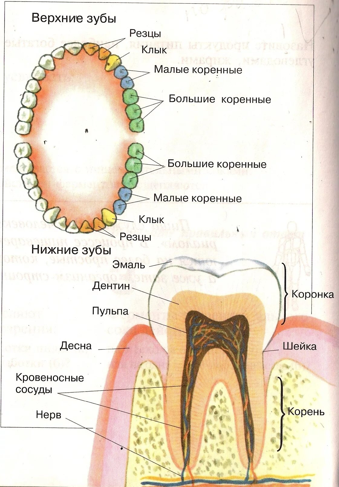 6 зуб снизу