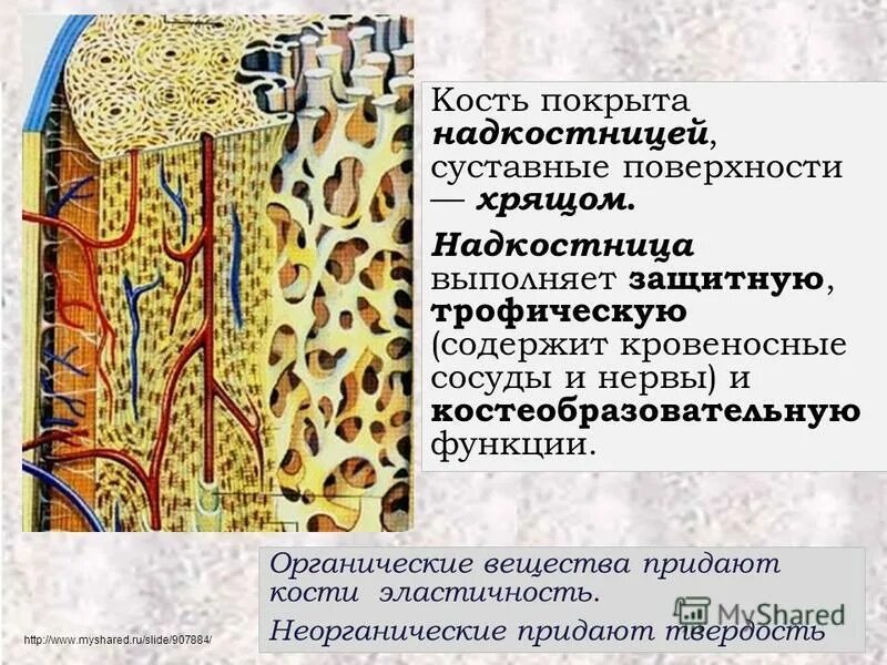 Человека выполняет защитную