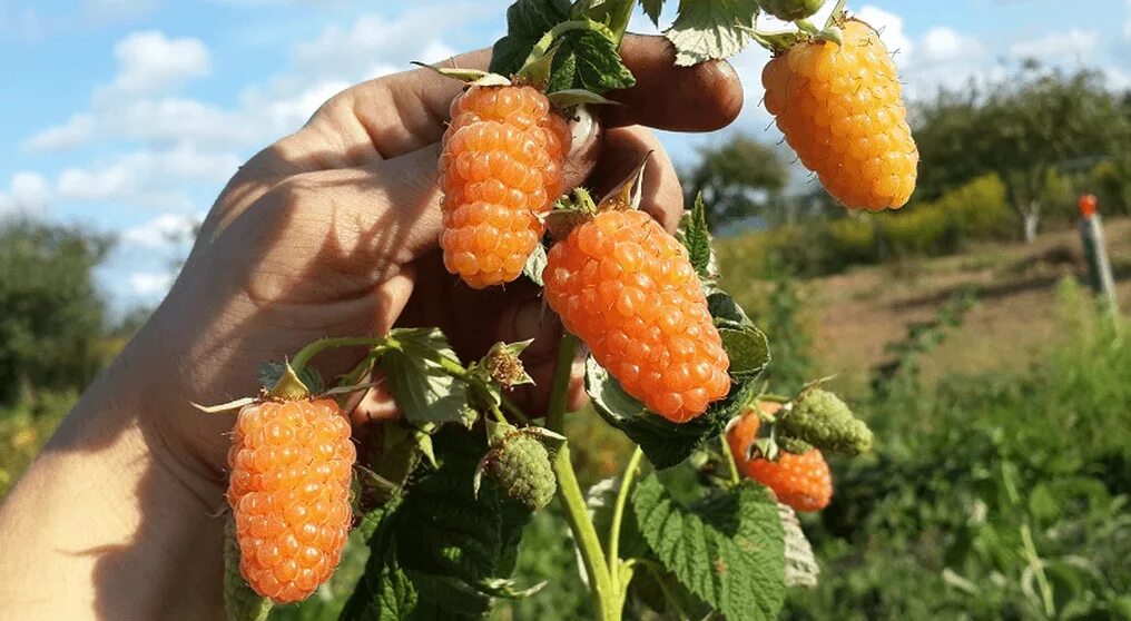 Малина оранжевое чудо купить. Малина жёлтая ремонтантная оранжевое чудо. Малина ремонтантная оранжевое чудо. Малина ремонтантная (Rubus idaeus `оранжевое чудо`). Сорт малины оранжевое чудо.