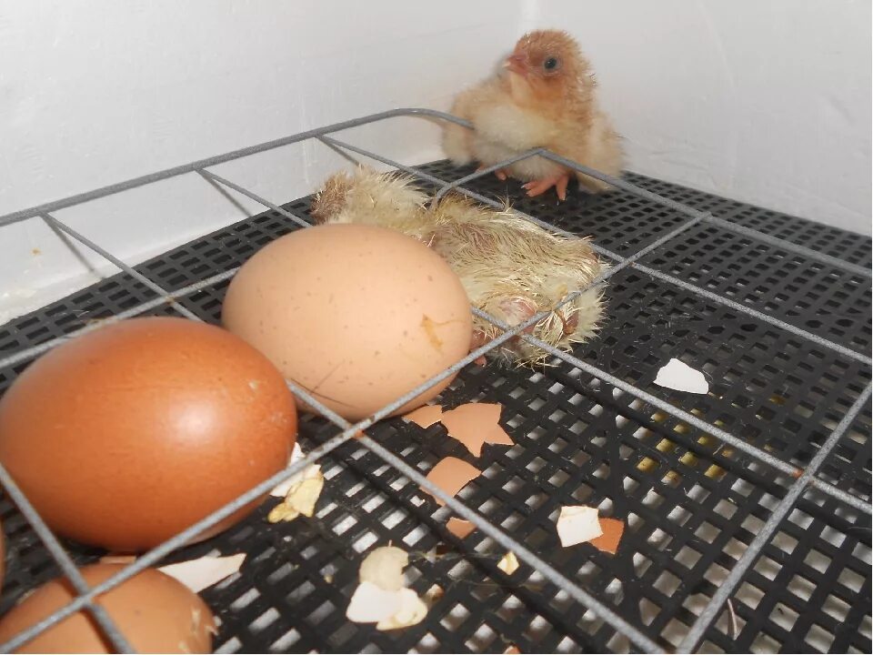 Можно ли из магазинного яйца. Несушки инкубаторы цыплята. Инкубатор с яйцами и цыплятами. Яйца цыплята Инкубаторная. Яйца птенцы инкубатор.