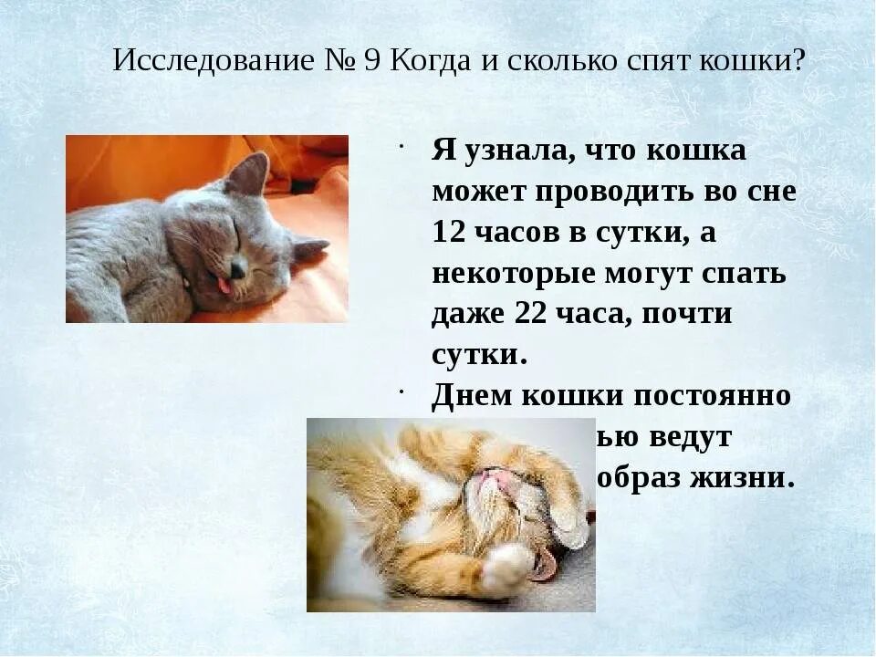 Сколько спят котята в 2. Сколько спят кошки. Продолжительность сна кошки. Сколько коты и кошки спят. Сколько спят кошки в день.