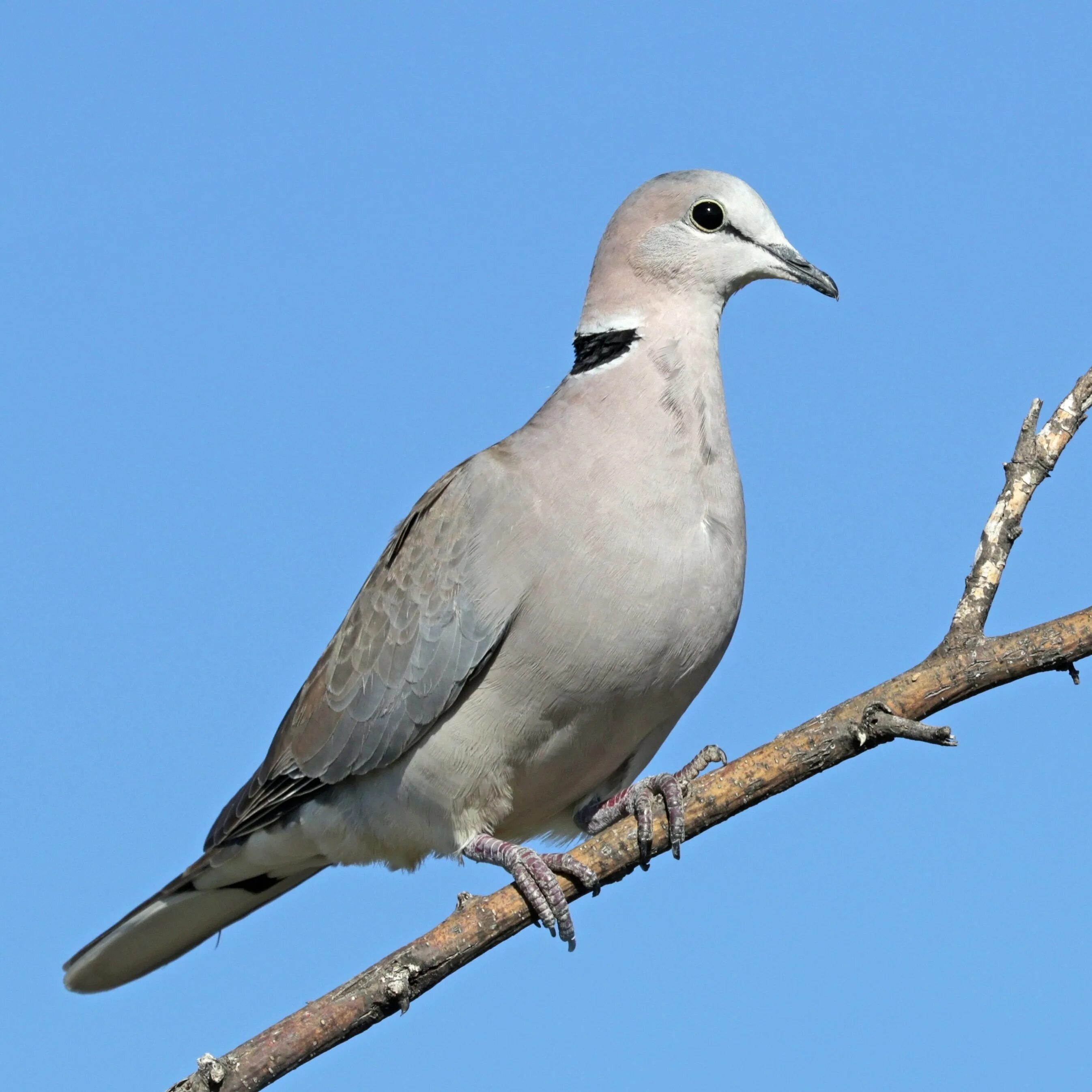 Какая будет серая птичка. Вяхирь Горлица. Streptopelia capicola. Дикий голубь Горлица. Птица Горлица серая.