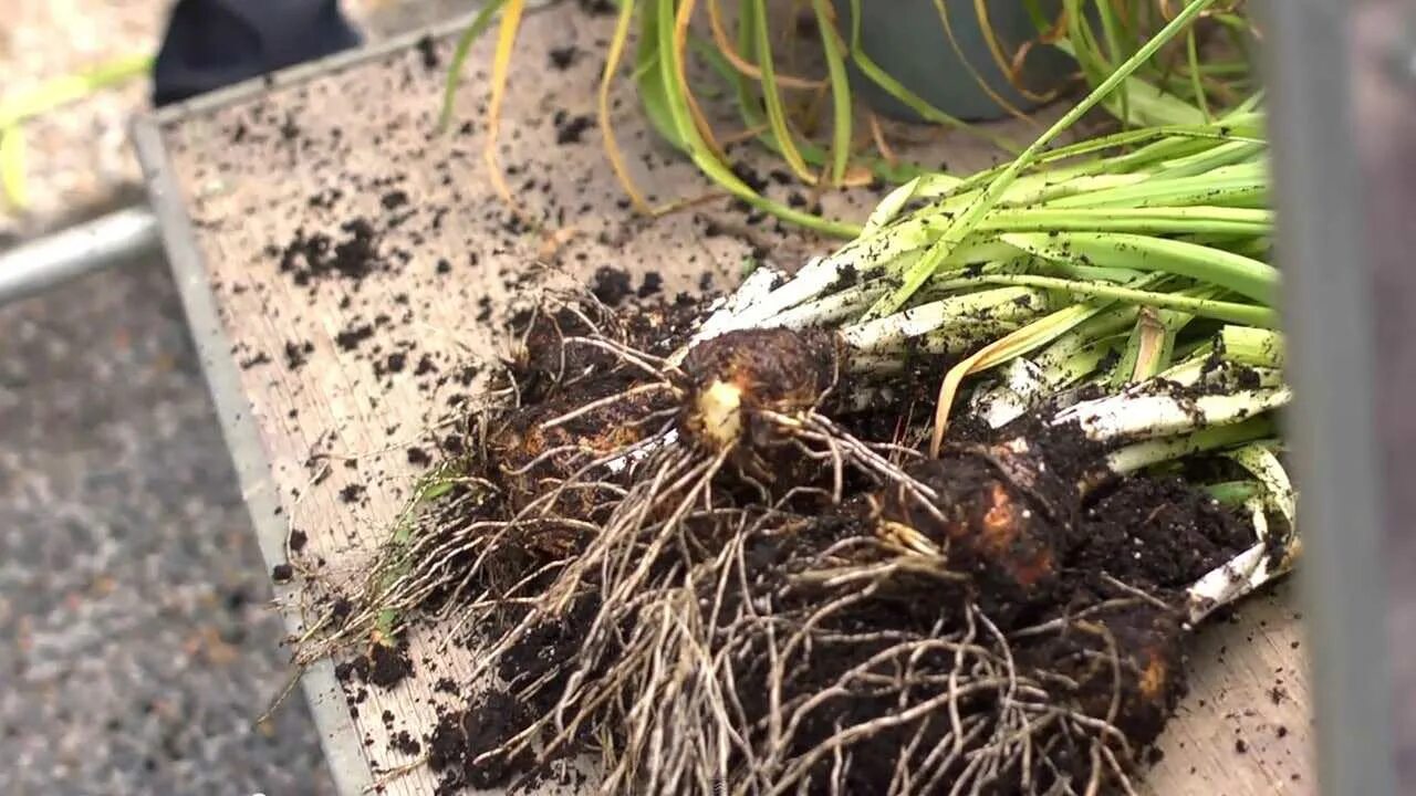 Когда выкапывать нарциссы и тюльпаны