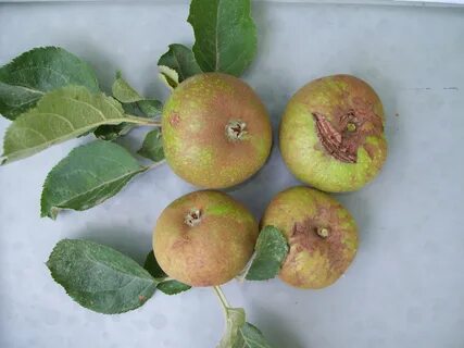 Плодовая 1