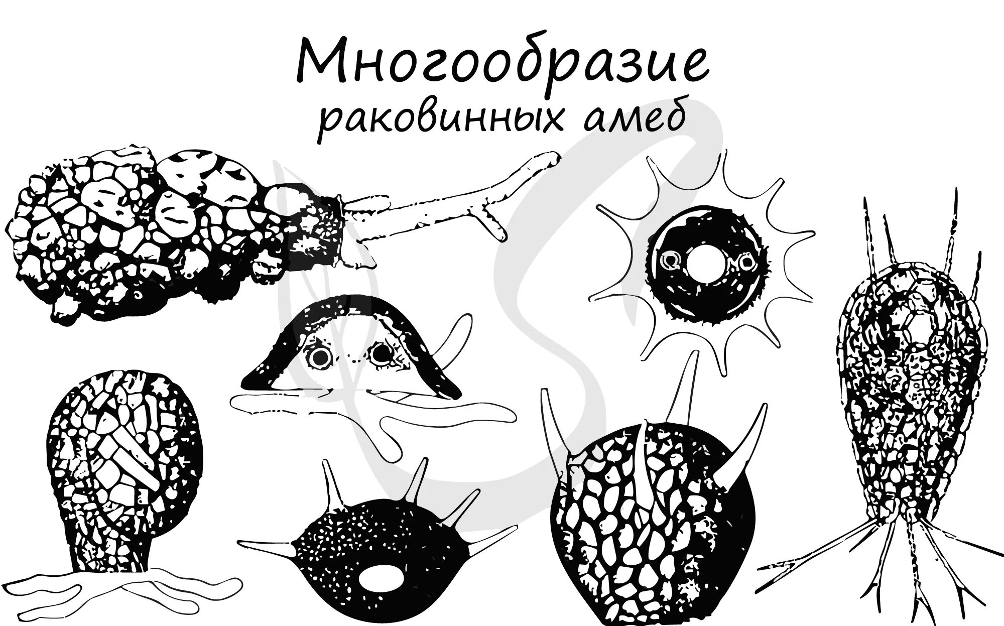 Тип корненожки