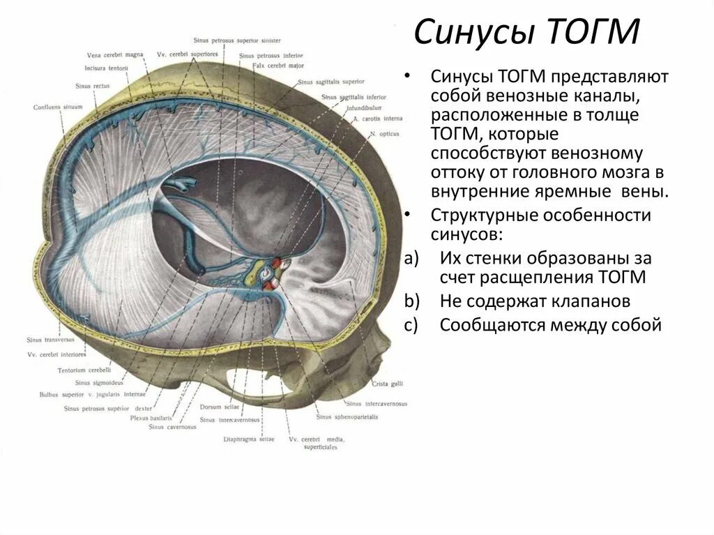 Синусы твердой оболочки мозга. Венозные пазухи синусы твердой мозговой оболочки. Хирургическая анатомия венозных синусов твердой мозговой оболочки. Верхний Сагиттальный синус твердой мозговой оболочки. Сигмовидный синус твердой мозговой.