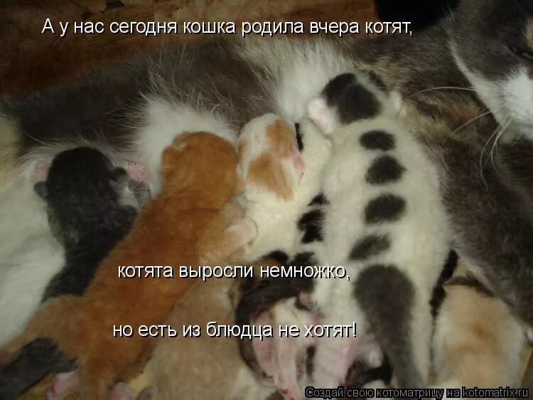 Котята выросли немножко а есть