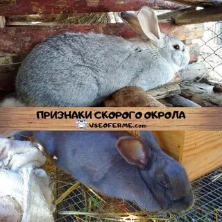 Крольчиха перед окролом