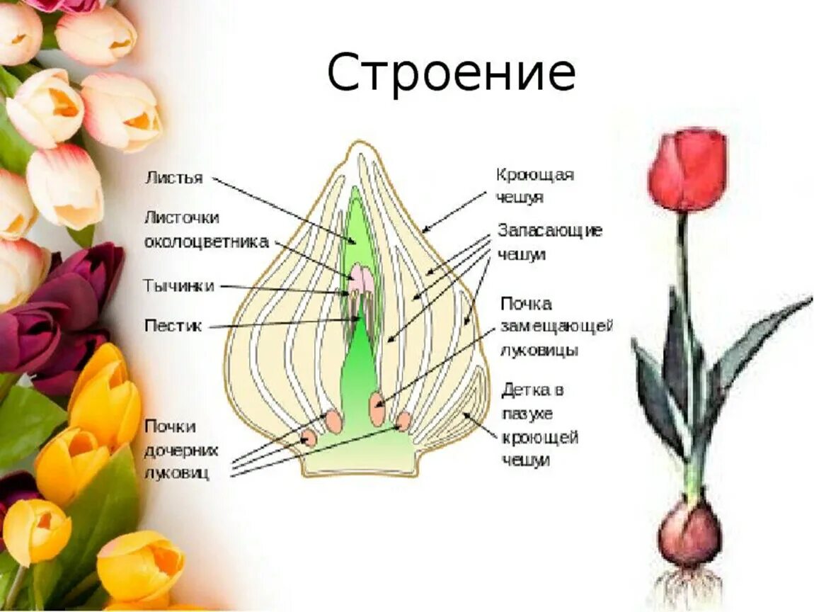 Тюльпан корневище. Луковица тюльпана биология. Строение луковицы тюльпана. Луковицы тюльпанов структура. Строение покрытосеменных растений тюльпан.