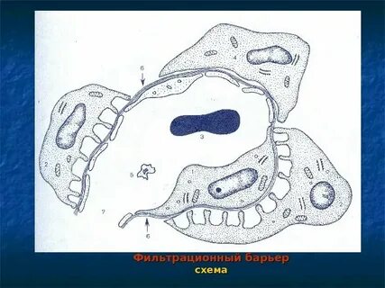 Почечный барьер