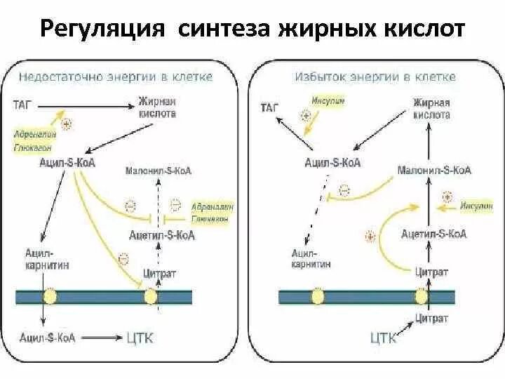 Локализация процесса. Β-окисления жирных кислот.. Схема синтеза жирных кислот в печени. Синтез жирных кислот биохимия схема. Гормональная регуляция бета окисления жирных кислот.