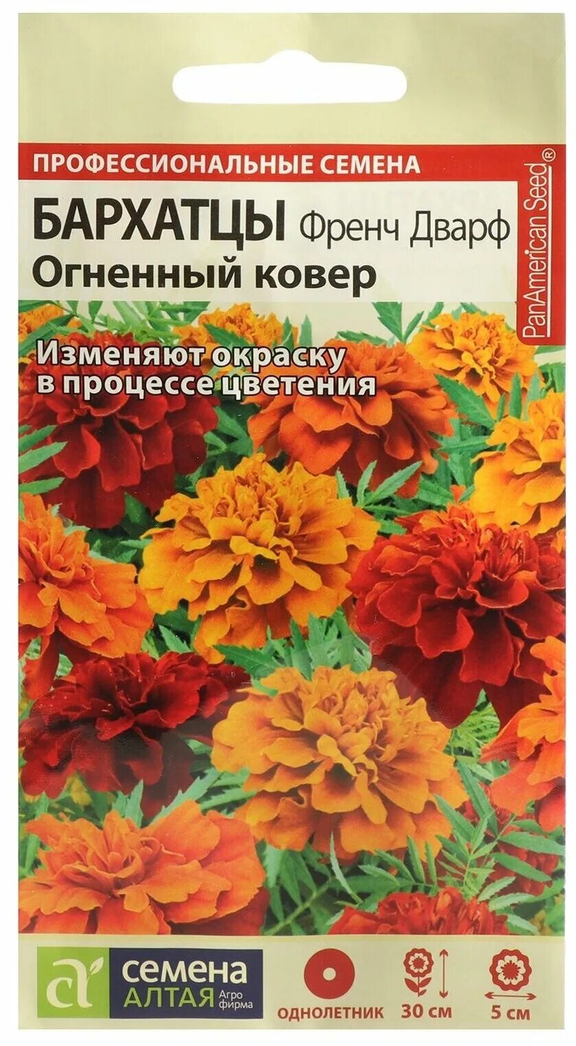 Бархатцы френч дварф. Бархатцы френч дварф. Бархатцы бордюрные. Бархатцы петит оранжевый. Бархатцы в огороде.
