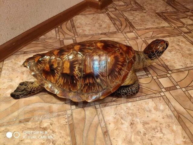 Чучело из черепахи. Чучело панциря черепахи. Чучело кубинской черепахи. Царские черепахи. Витрина для хранения чучела черепах и крокодилов.
