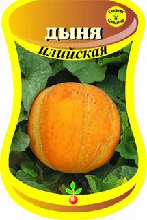 Дыня медок
