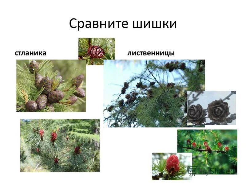 Форма чешуек шишки лиственницы. Размер длина шишки лиственницы. Форма шишки лиственницы. Размер длина шишки лиственницы. Шишка лиственницы.