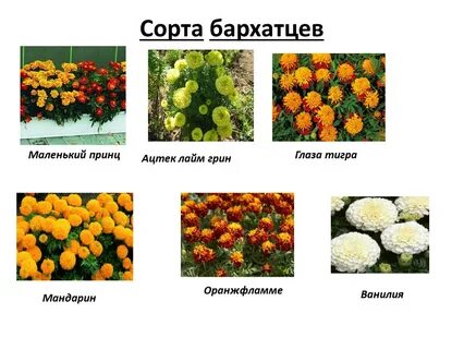 Бархатцы систематическая группа