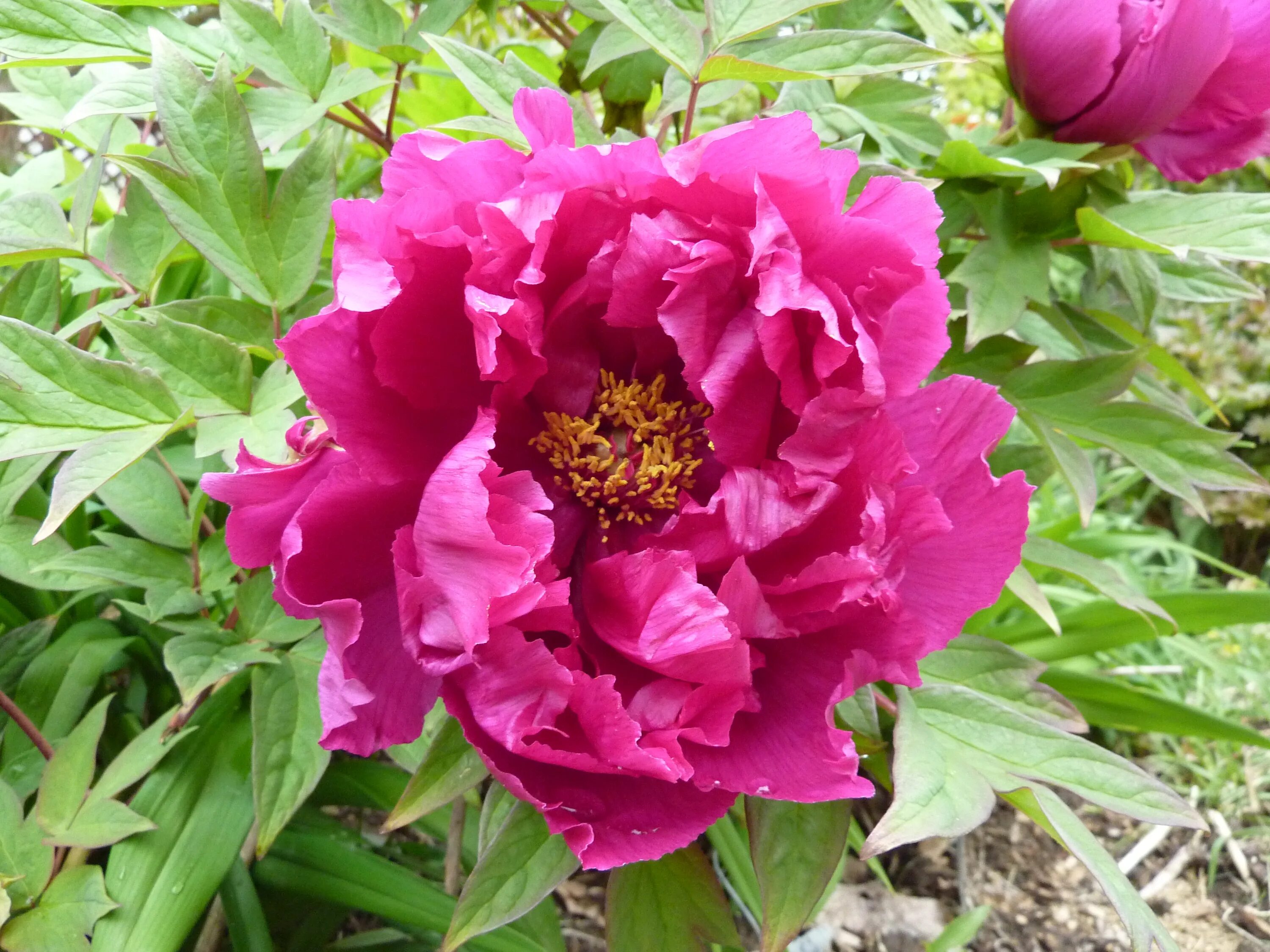 Ароматные пионы. Пион древовидный эмбелиш Инк. Paeonia lagodechiana. Пион p. suffruticosa. Пион древовидный ароматное воспоминание.