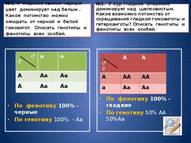 Запишем соотношение генотипов и фенотипов. У морских свинок черная окраска доминирует над белой какое потомство. Задачи по генотипу и фенотипу 10 класс. Генотипы родителей при моногибридном скрещивании. Задачи на моногибридное скрещивание 10 класс биология.