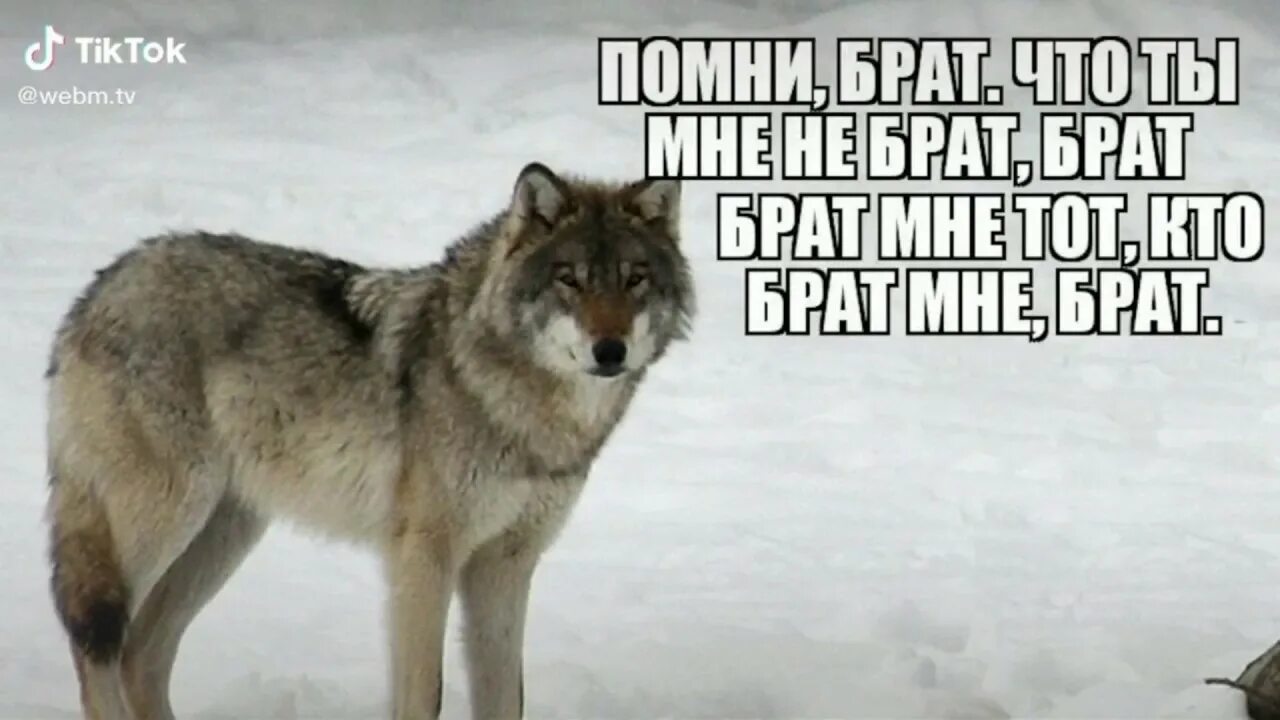 Цитаты волка. Цитаты волка про брата. Мемы про Волков. Цитаты Волков. Безумно быть первым волк