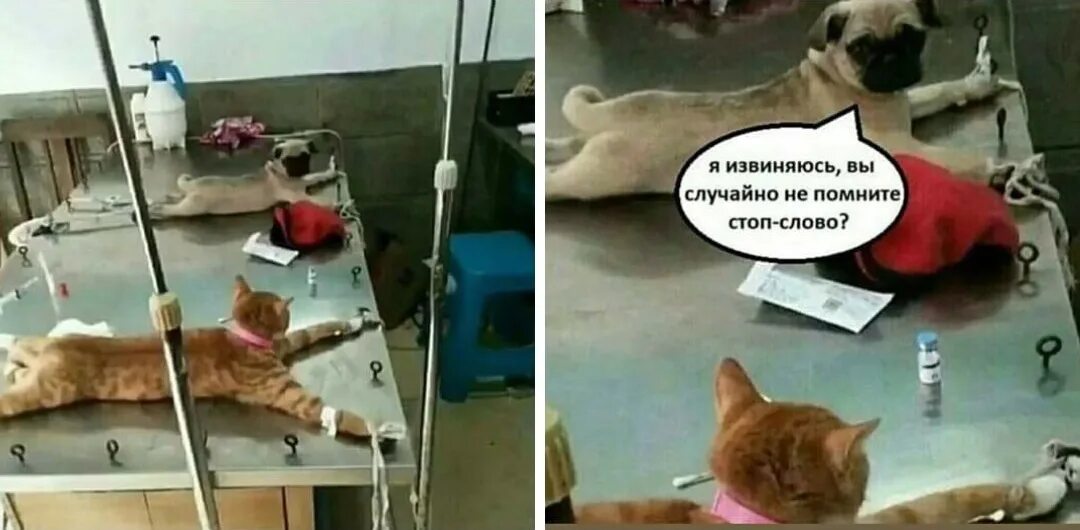 Извините а какой то что то. Извините а вы не помните стоп слово. кот и собака стоп слово. стоп слово мем. мопс а вы не помните стоп слово.