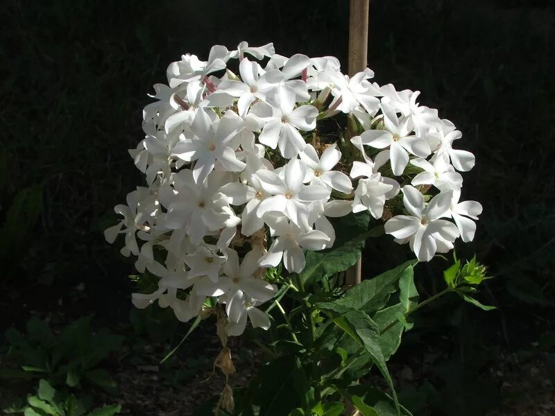 флокс метельчатый 'царевна-лебедь'. флокс белая лебедь. флокс метельчатый царевна. флокс белая лебедь. флокс белая лебедь.