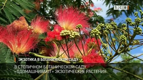 Альбиция фото