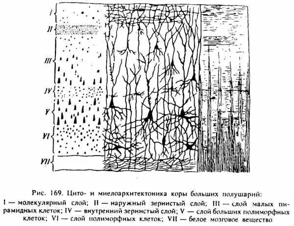Рис 169. Схема цито и миелоархитектоника коры больших полушарий. Цито и миелоархитектоника коры больших полушарий. Цито и миелоархитектоника коры больших полушарий гистология. Миелоархитектоника коры головного мозга.