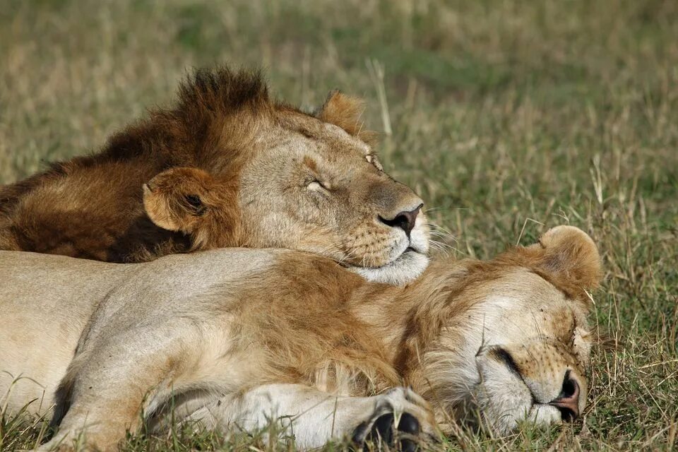 What are the lions doing