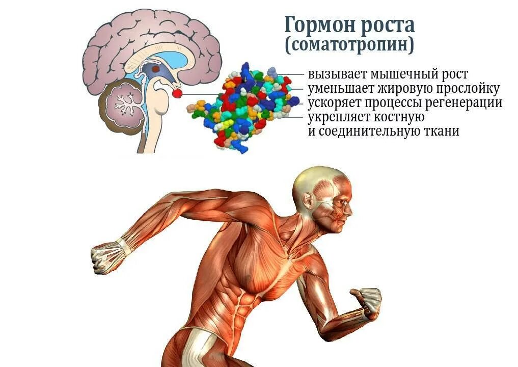Поможет ли гормон роста. Орган вырабатывающий гормон роста у человека. соматотропин гормон роста. стотропин гормон роста. соматотропина – гормона роста..