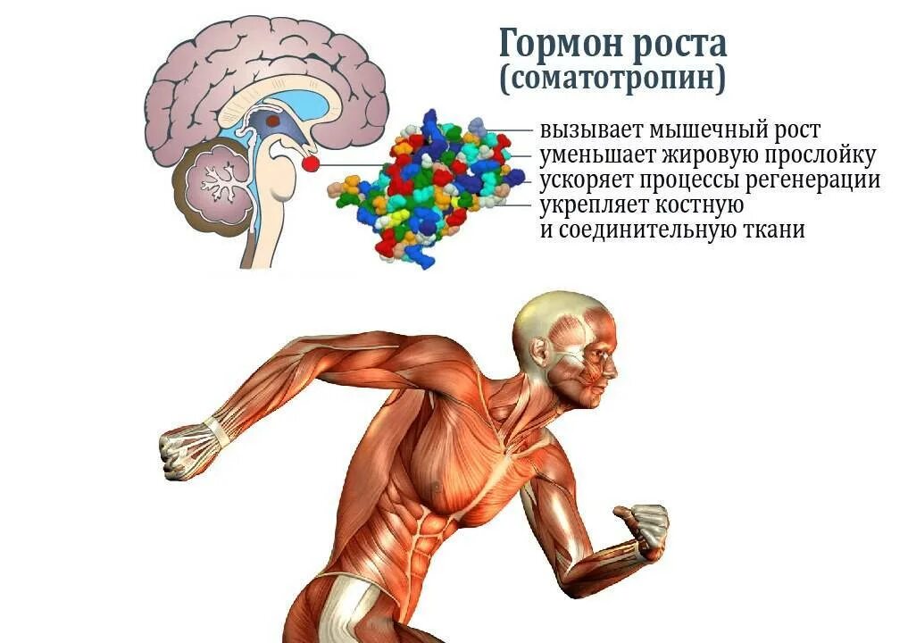 Гормон роста костей. Орган вырабатывающий гормон роста. Соматотропин гормон роста. Гормон роста секретируется в. Соматотропина – гормона роста..