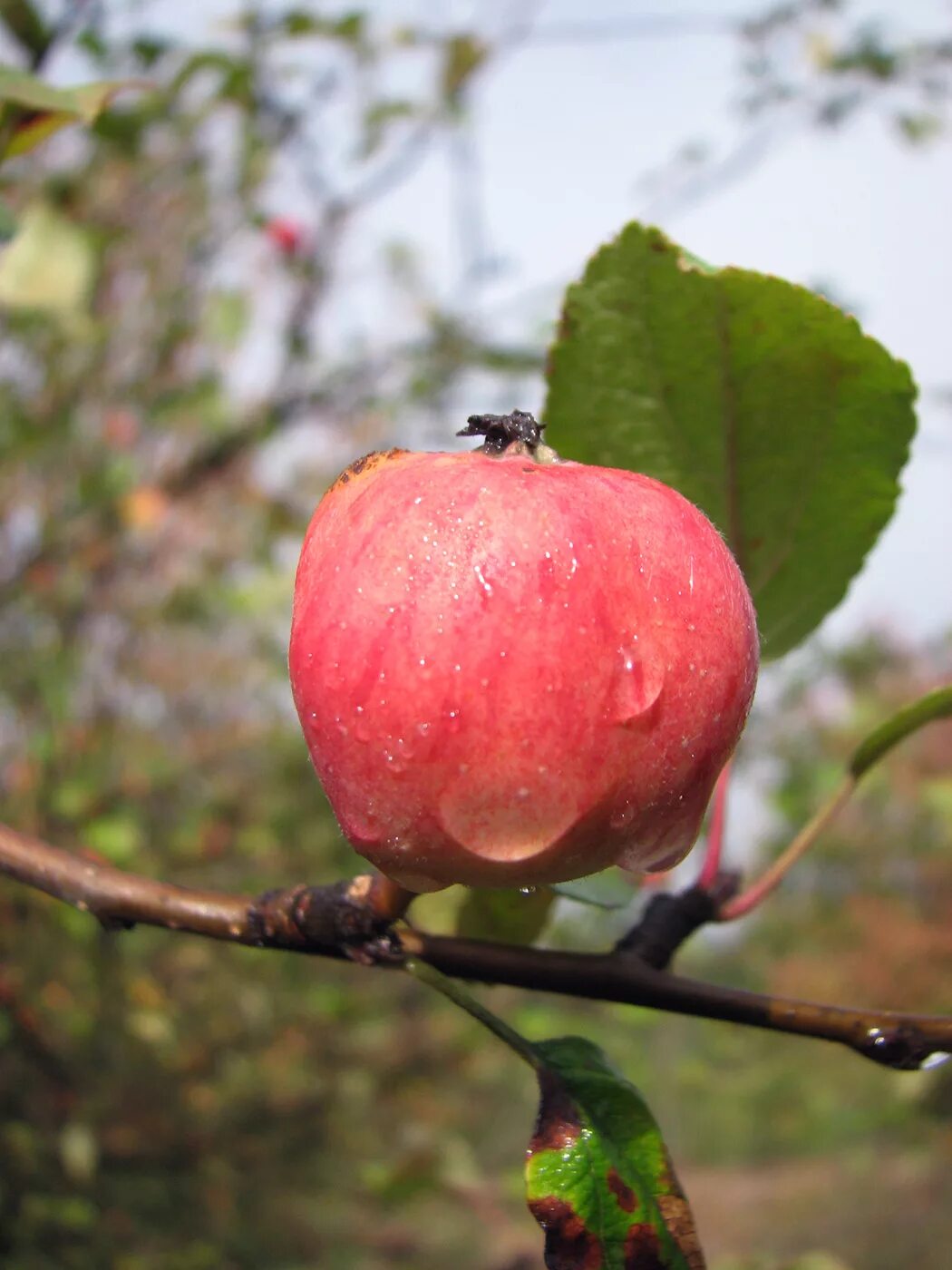 Дикая яблонька. Яблоня Дикая Malus Sylvestris. Яблоня / Malus Sylvestris. Яблоня Лесная (дичок). Яблоня Лесная (Дикая) (Malus Sylvestris).