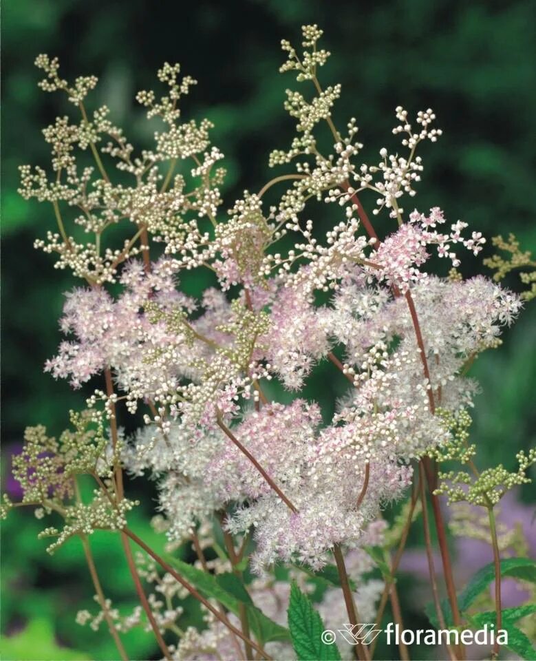 Лабазник отзывы. Лабазник (Filipendula) Элеганс. Лабазник Филипендула. Лабазник (таволга) Элеганс. Лабазник elegans.