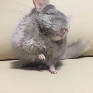 Шиншилла мальчик