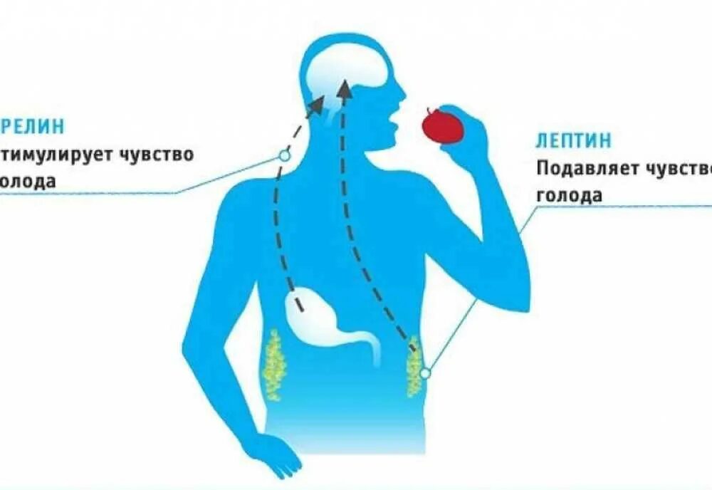 Грелин гормон голода. Лептин и грелин гормоны. Гормон сытости и голода. Гормон голода лептин и грелин. Ощущение постоянно полного